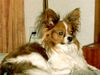 Papillon Foto: unser Prinz (ID 18580) Papillon Hund
