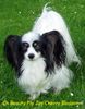 Papillon Foto: Ch Beauty Fly Jay Cherry Blossom (ID 25548) Papillon Hund