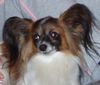 Papillon Hund
