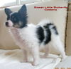 Papillon Hund