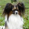 Papillon Hund