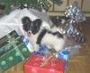 Papillon Foto: Chayenne hat Grund zum Lachen (ID 19911) Papillon Hund