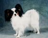 Papillon Foto: Clementine (ID 1036) Papillon Hund