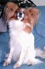 Papillon Foto: En Oge kann ick ja riskieren (ID 8649) Papillon Hund