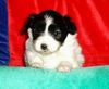 Papillon Foto: Welpe Daffy, 4 Wochen alt, wird ein schöner Schmetterling (ID 9713) Papillon Hund