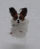 Papillon Hund