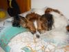 Papillon Foto: Silky unser Papillon (ID 21014) Papillon Hund