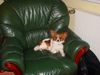 Papillon Foto: das ist unsere Gilfi, ist sie nicht süß (ID 19392) Papillon Hund