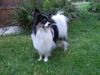 Papillon Hund