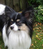 Papillon Hund