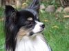 Papillon Hund