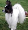 Papillon Hund