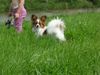 Papillon Foto: Kleiner Freund Evelina (ID 13024) Papillon Hund
