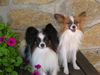 Papillon Foto: Julie und Evelina (ID 13851) Papillon Hund