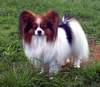 Papillon Foto: Int.Champion Don Juan von den Kolibris (ID 961) Papillon Hund