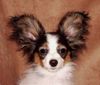 Papillon Hund