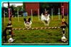 Papillon Foto: Zu zweit macht Agility doppelt Spaß! (ID 3719) Papillon Hund