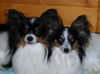 Papillon Hund
