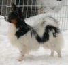 Papillon Hund