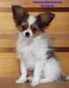 Papillon Hund