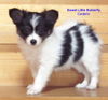 Papillon Hund