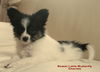Papillon Hund