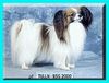 Papillon Foto: Zelina v.d. Schmetterlingswiese (ID 3718) Papillon Hund