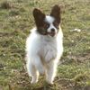 Papillon Foto (ID 20137) Papillon Hund