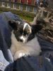 Papillon Hund