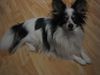 Papillon Foto: Gino (ID 21941) Papillon Hund