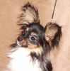 Papillon Hund