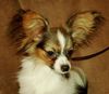 Papillon Hund