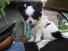 Papillon Foto: Ginos erste Reitstunde!? (ID 11116) Papillon Hund