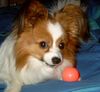 Papillon Foto: Mein Ball!!!!!! (ID 21742) Papillon Hund