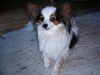 Papillon Foto: das ist unser hund sascha (ID 22463) Papillon Hund