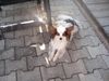 Papillon Foto: das ist unser hund sascha (ID 22460) Papillon Hund