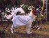 Papillon Foto: Verhüterli - nicht schö, aber selten! (ID 5139) Papillon Hund