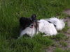 Papillon Hund