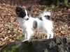 Papillon Foto: Kiro (ID 8525) Papillon Hund
