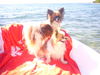 Papillon Hund