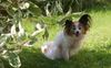 Papillon Hund