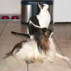 Papillon Foto: Pelle und sein Kumpel Kater Carlo... (ID 25424) Papillon Hund