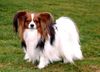 Papillon Foto: Lord 2 Jahre (ID 8894) Papillon Hund