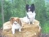 Papillon Foto: Nyska und El Chayenne (ID 22573) Papillon Hund