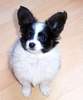 Papillon Foto: Orchidee von den Kolibris 9 Wochen alt (ID 959) Papillon Hund