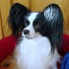 Papillon Hund