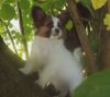 Papillon Foto: Beauty Fly Harry Potter (ID 27272) Papillon Hund