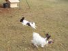 Papillon Hund