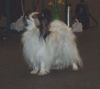 Papillon Hund