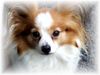 Papillon Foto: 6 jährige Gisma (ID 10714) Papillon Hund